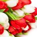 700-biale-i-czerwone-tulipany