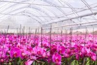 Ogrodnictwo dam pracę w Holandii w szklarni przy kwiatach – orchideach od zaraz Moerkapelle