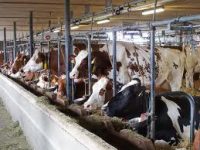 Rolnictwo praca w Danii bez znajomości języka przy hodowli krów od lutego Viborg