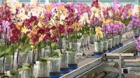 Holandia praca od zaraz w ogrodnictwie przy kwiatach bez znajomości języka Moerkapelle