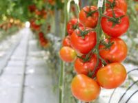 Od zaraz oferta w Holandii przy zbiorach papryki i pomidorów bez języka Venlo