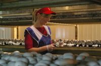 Rolnictwo 2018 – praca w Holandii w pieczarkarni przy zbiorach i sortowaniu
