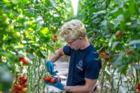 Ogrodnictwo szklarniowe – oferta sezonowej pracy w Holandii, Steenbergen