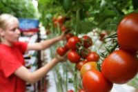 Praca Holandia w ogrodnictwie od zaraz przy ogórkach, pomidorach w szklarni
