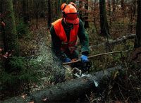 Leśnictwo praca w Niemczech przy drewnie od zaraz bez znajomości języka 2018