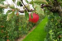 Dam pracę sezonową w Anglii przy zbiorach jabłek 2018 w Wisbech UK