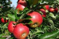 Zbiory jabłek – praca sezonowa we Francji od zaraz 2018, Lepin
