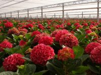 Niemcy praca bez znajomości języka w ogrodnictwie przy kwiatach Westfalia
