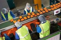 Dania praca jako pracownik produkcji warzyw przy sortowaniu 2019