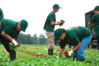 Praca w Niemczech dla pracownika sezonowego przy sadzeniu i zbiorach warzyw bez języka Cappeln