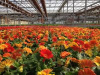 Anglia praca sezonowa 2019 w ogrodnictwie w Anglii przy kwiatach, szklarnia Essex UK