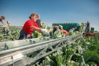 Sezonowa praca Szwecja od maja 2019 przy zbiorach na farmie warzywnej Landskrona