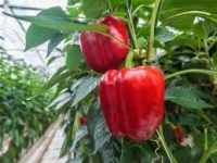 Oferta sezonowej pracy w Niemczech od marca 2019 zbiory papryki i pomidorów w szklarni bez języka Torgau
