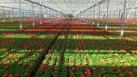 Oferta pracy w Holandii w ogrodnictwie przy kwiatach w Westland 2019