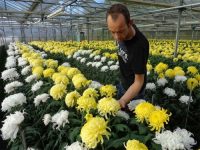 Ogrodnictwo Holandia praca z językiem angielskim przy pielęgnacji roślin ozdobnych