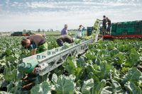 Dam sezonową pracę Anglii przy zbiorach warzyw od kwietnia 2020 Farningham UK