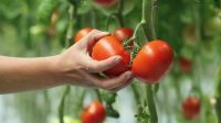 Od zaraz zbiór pomidorów w szklarni sezonowa praca Holandia bez języka Someren