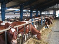 Rolnictwo od zaraz praca Norwegia na farmie mlecznej z językiem angielskim 2019 Tynset