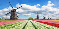 Ogrodnictwo dla par praca Holandia bez języka od zaraz przy kwiatach 2019 Westland