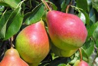 Zbiór jabłek i gruszek oferta sezonowej pracy w Holandii 2019 Goes