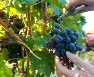 Francja praca sezonowa od zaraz zbiory winogron, przycinanie, podwiązywanie, Katalonia