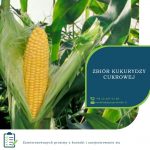 Zbiory kukurydzy cukrowej od zaraz praca w Anglii, Maldon UK 2019