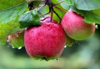 Od sierpnia 2019 sezonowa praca w Anglii przy zbiorach jabłek i gruszek bez języka Kent