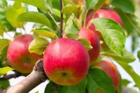 Sezonowa praca Niemczy od września 2019 przy zbiorach jabłek bez języka Buxtehude