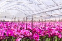 Bez języka ogrodnictwo praca Holandia przy kwiatach-storczykach od zaraz, Haga