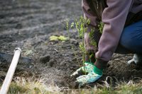 Rolnictwo sezonowa praca w Niemczech bez języka od października przy sadzeniu borόwki oraz rozkładaniu folii