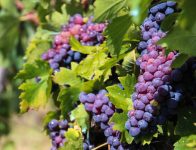 Bez języka oferta pracy w Niemczech przy zbiorach winogron od zaraz 2019 Karlsruhe