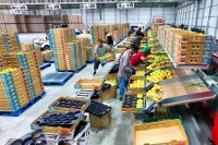 Praca w Holandii od zaraz przy pakowaniu owoców miękkich w Roggel