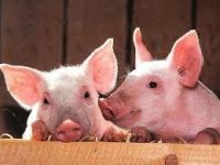 Od zaraz praca Szwecja bez języka na farmie przy hodowli świń rolnictwo Helsingborg