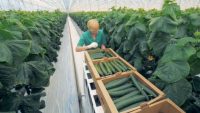 Holandia praca sezonowa przy zbiorach ogórków od zaraz luty 2020 w Grubbenworst