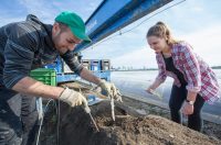 Anglia praca sezonowa przy zbiorach szparagów na farmie w Grimsby UK kwiecień 2020