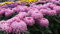 Przy kwiatach-chryzantemach bez języka ogrodnictwo praca Holandia od zaraz Maasbree