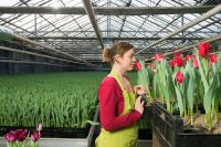 Od zaraz Holandia praca bez języka w ogrodnictwie przy kwiatach (tulipanach) Dronten
