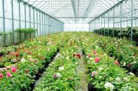 Praca w Holandii w ogrodnictwie przy kwiatach-różach doniczkowych w Well 2020