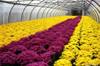 Bez języka przy kwiatach sezonowa praca Niemcy ogrodnictwo od zaraz 2020 Stuttgart