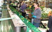 Praca w Holandii na produkcji – róże w Zaanstad 2020