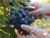 Winobranie 2020 – sezonowa praca we Francji przy zbiorach winogron, Burgundia