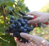 Od zaraz sezonowa praca w Anglii przy zbiorach winogron 2020 w Billingham UK