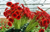 Praca w Niemczech bez języka przy kwiatach od zaraz w ogrodnictwie 2020 Emsbüren