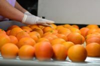 Praca w Holandii od zaraz bez języka sortowanie i pakowanie owoców-warzyw, Haga