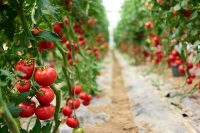Zbiory pomidorów oferta sezonowej pracy w Holandii od zaraz, Someren 2020
