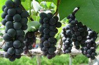 Bez języka oferta sezonowej pracy w Niemczech zbiory winogron od zaraz 2020 Heilbronn