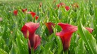 Ogrodnictwo przy kwiatach bez języka dam pracę w Holandii od kwietnia 2021 Almere