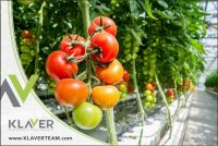 Oferta sezonowej pracy w Holandii od zaraz przy zbiorach pomidorów, De Lier i Steenbergen