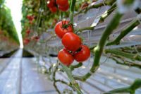 Od zaraz sezonowa praca Niemcy bez języka zbiory pomidorów 2021 Schkölen