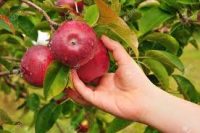 Od zaraz Francja praca sezonowa w sadzie z jabłkami 2021, Vicq sur Breuilh
